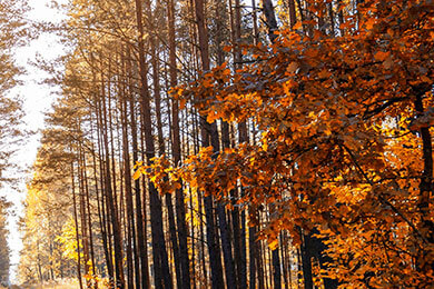 开云体育平台APP-美国网球队绝杀德国，费德勒再现王者风范引领时代风尚