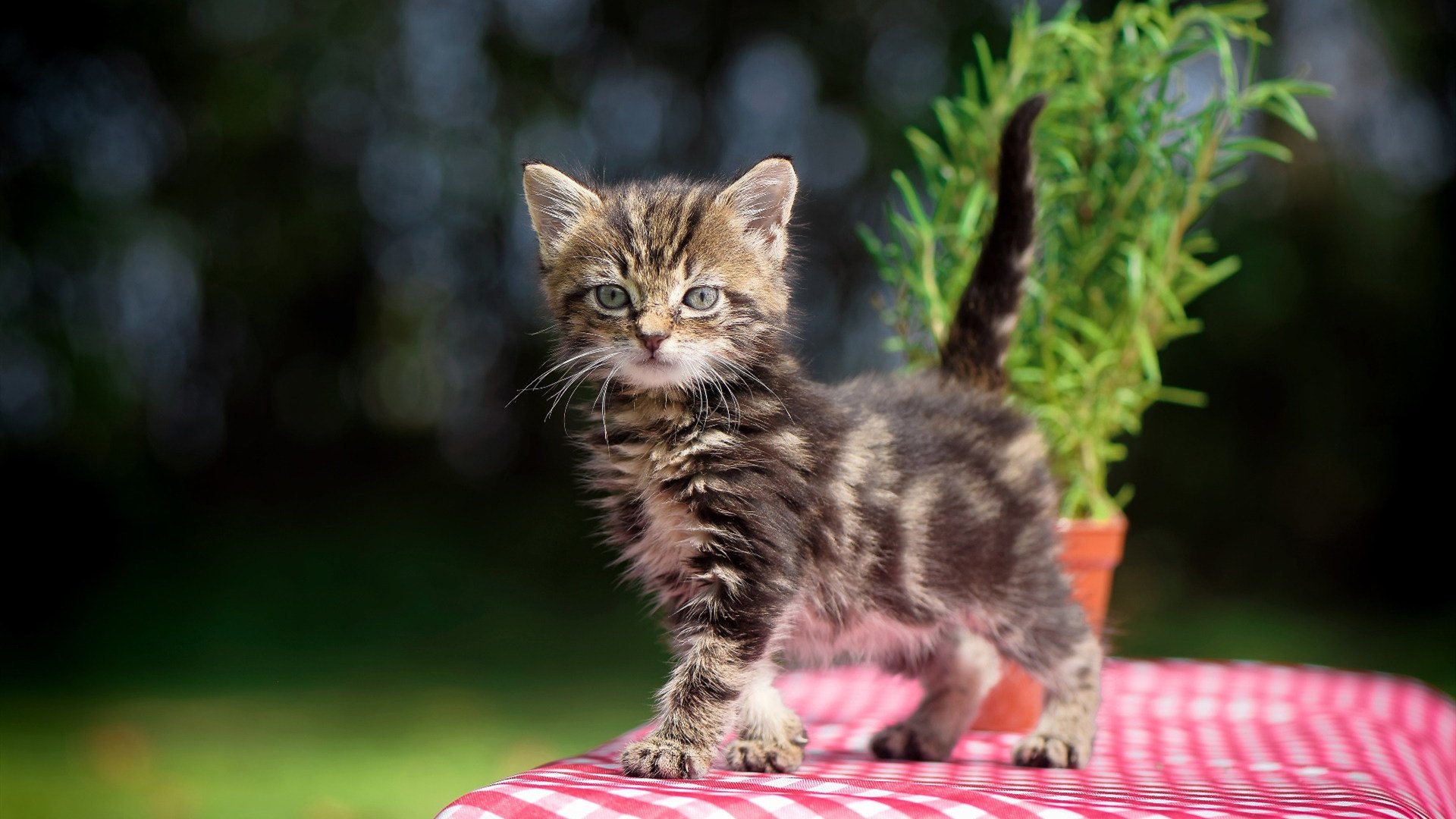 舞台越大越强！小贾伦率浙江队横扫国王，新生代巨星闪耀